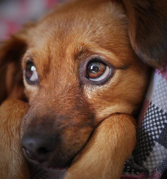 Cachorro triste. Foto: Pixabay