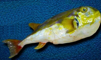 Baiacu-arara foi o tipo de peixe que gerou envenenamento. Foto: Reprodução