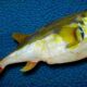 Baiacu-arara foi o tipo de peixe que gerou envenenamento. Foto: Reprodução