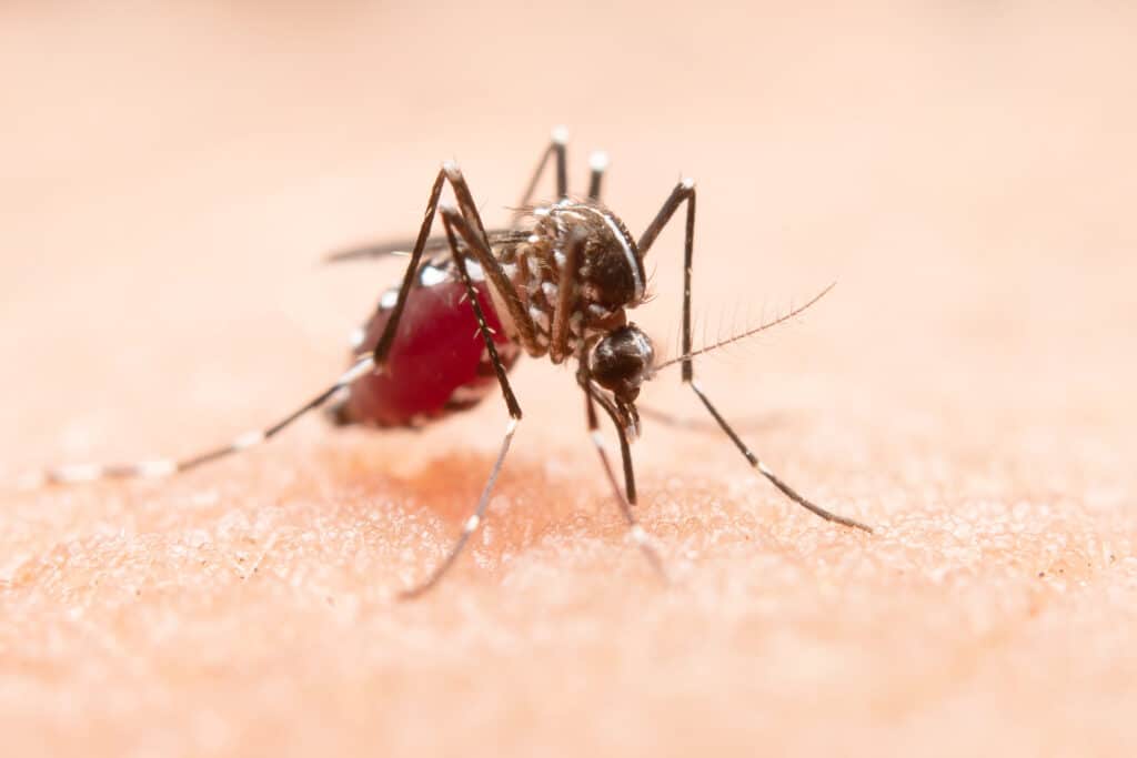 Mosquito Aedes aegypti transmissor da dengue e chikungunya pousado na pele de uma pessoa