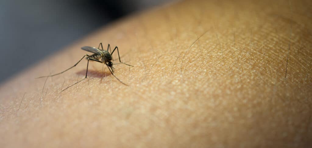 Mosquito Aedes aegypti transmissor da dengue pousado na pele de uma pessoa