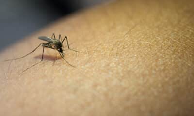 Mosquito Aedes aegypti transmissor da dengue pousado na pele de uma pessoa