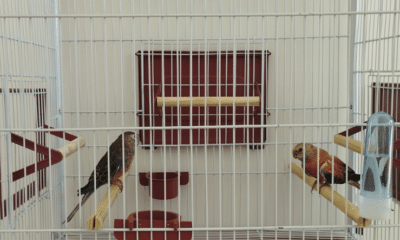 Dois papagaios Bourke Rosa em uma gaiola do Iema