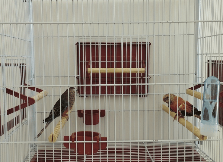 Dois papagaios Bourke Rosa - animal silvestre - em uma gaiola do Iema
