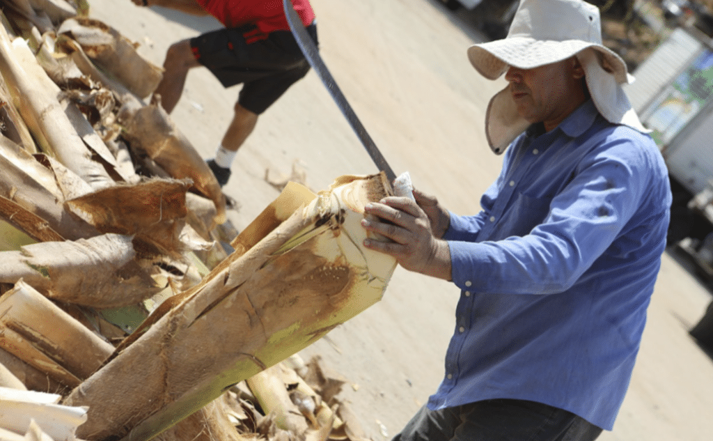 Um homem com chapéu e blusa de manga cortando palmito in natura em Cariacica