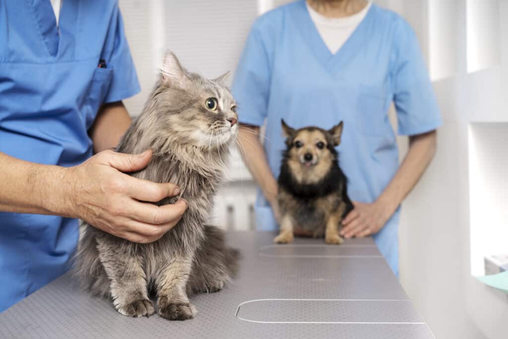 Gato e um cachorro sendo cuidados por dois veterinários usando jaleco