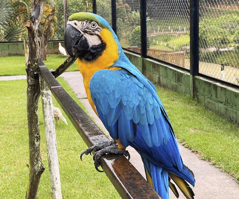 Arara Canindé no Bio Parque das Aves, na Rota dos Ipês, em Domingos Martins