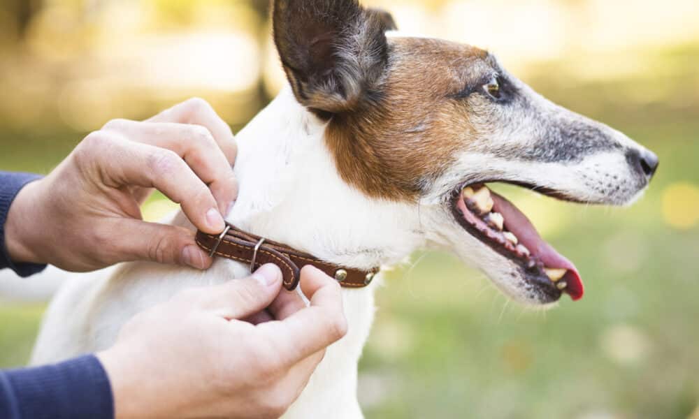duas mãos colocando uma coleira em um cachorro branco com caramelo, cnh