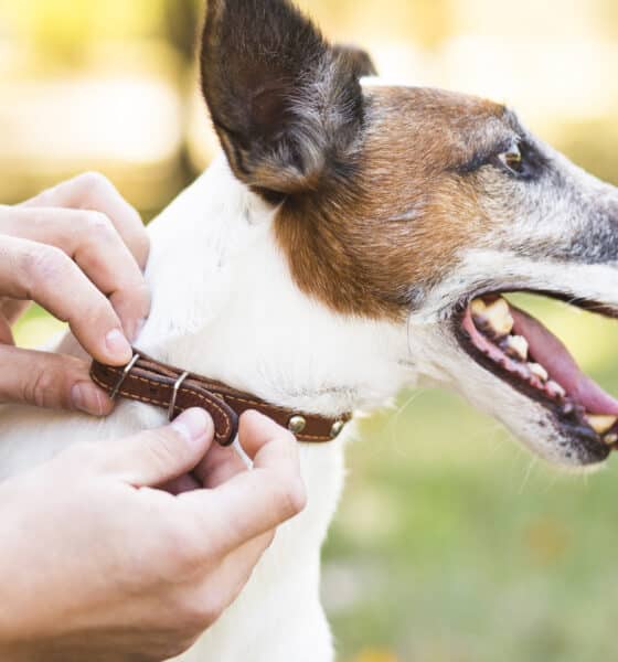 duas mãos colocando uma coleira em um cachorro branco com caramelo, cnh