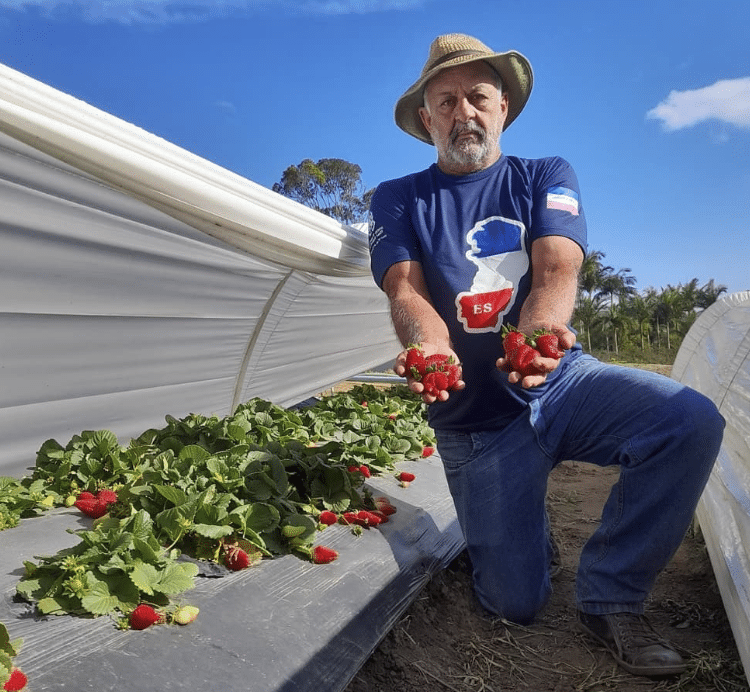 Um senhor ajoelhado com muitos morangos na mão no Sabores das Montanhas, na Rota do Carmo