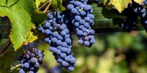 Dia do Malbec, uva francesa de sucesso na Argentina. Foto: Reprodução
