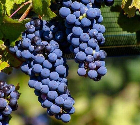 Dia do Malbec, uva francesa de sucesso na Argentina. Foto: Reprodução