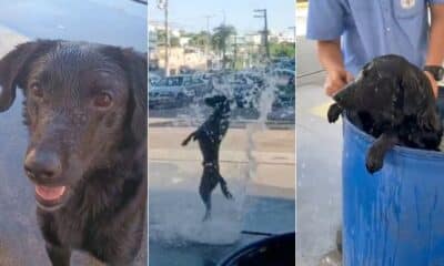 Cachorro viraliza ao pedir banho em posto de gasolina de Alto Lage, em Cariacica