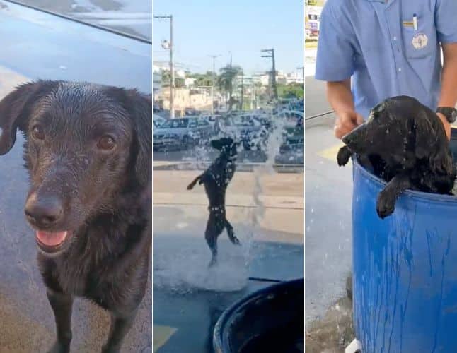 Cachorro viraliza ao pedir banho em posto de gasolina de Alto Lage, em Cariacica