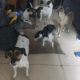 Cachorros são resgatados em apartamento de São Diogo II, na Serra