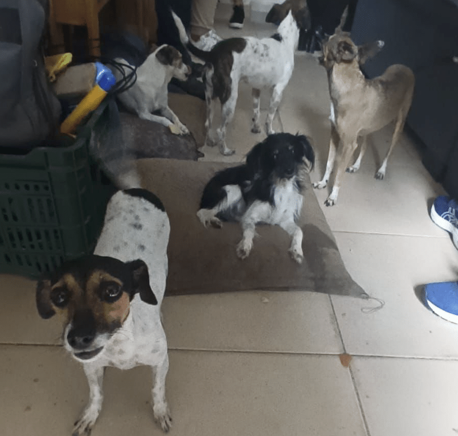 Cachorros são resgatados em apartamento de São Diogo II, na Serra
