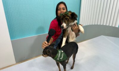 danny soares, adestradora de cães, fala sobre o adestramento de cães de serviço