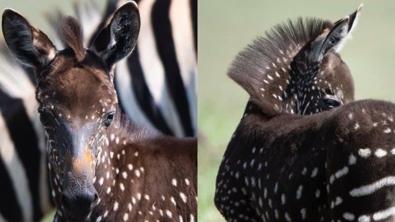 Filhote de zebra com bolinhas na Reserva Nacional Maasai Mara