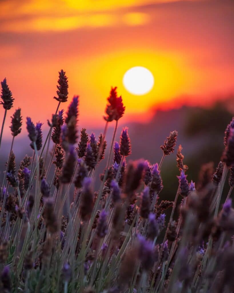 Pôr do Sol no Lavandário no Khas, em Pedra Azul