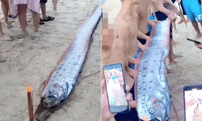 Peixe do fim do mundo apareceu em Huê, no Vietnã. Foto: Reprodução/Mirror Online
