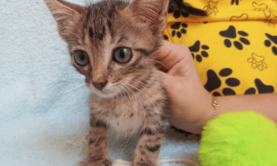 Gatinho espera ser adotado em feira. Foto: Divulgação