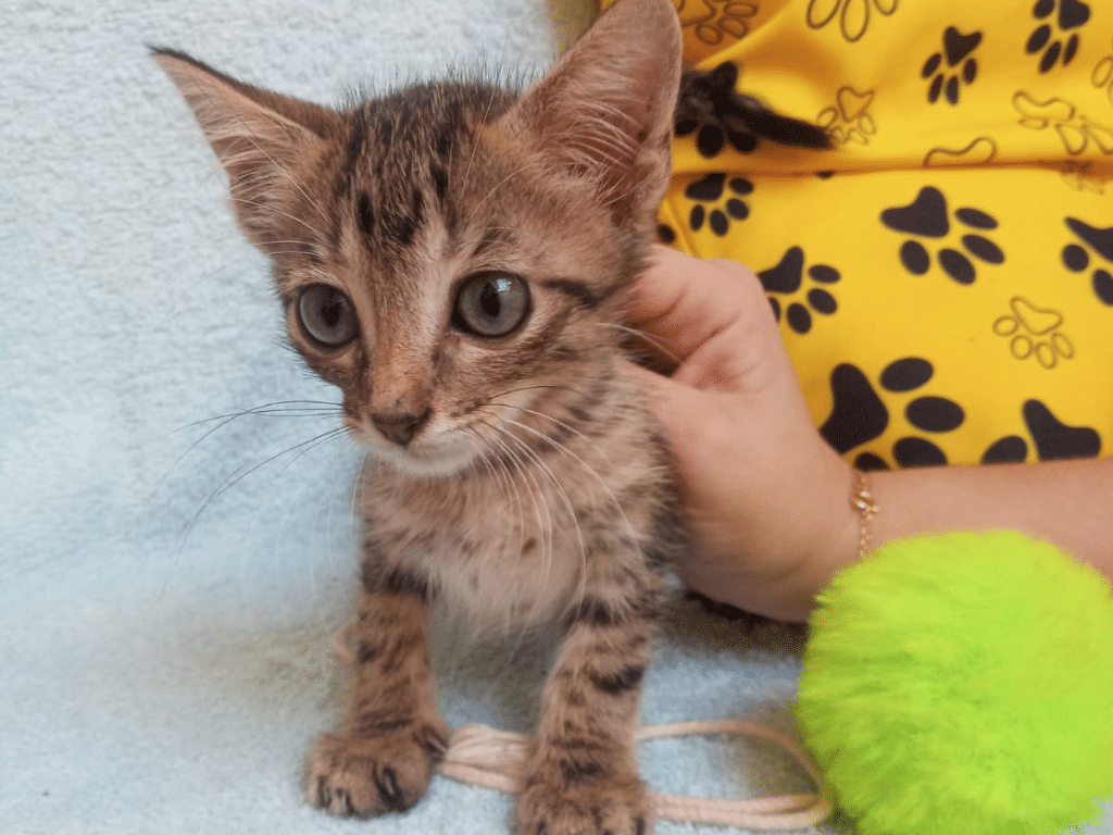 Gatinho espera ser adotado em feira. Foto: Divulgação