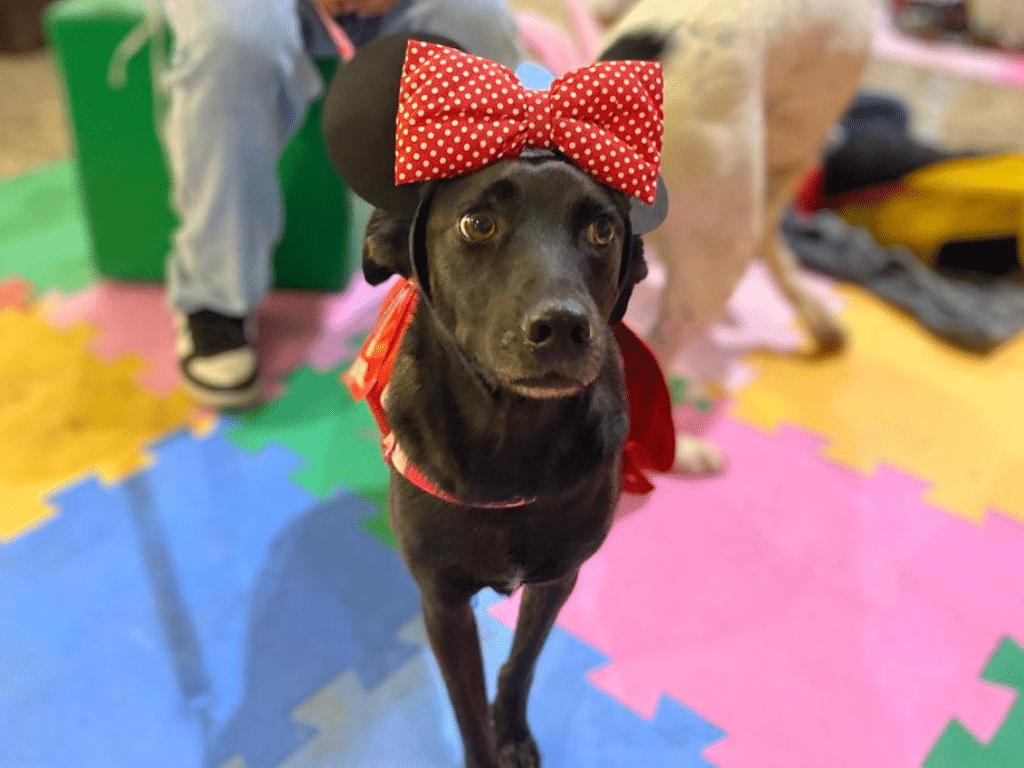 Cadelinha também estará disponível para adoção na feira. Foto: Divulgação