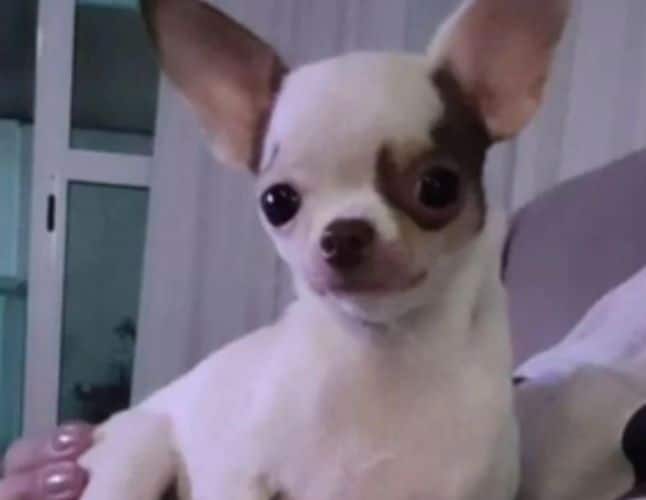 Cadelinha Eva, da raça Chihuahua, é encontrada morta em Vitória