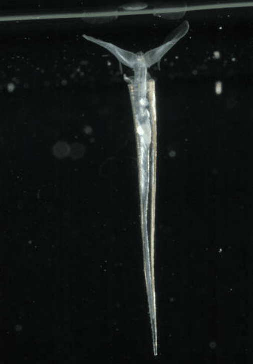 Pterópode - molusco gastrópode pelágico