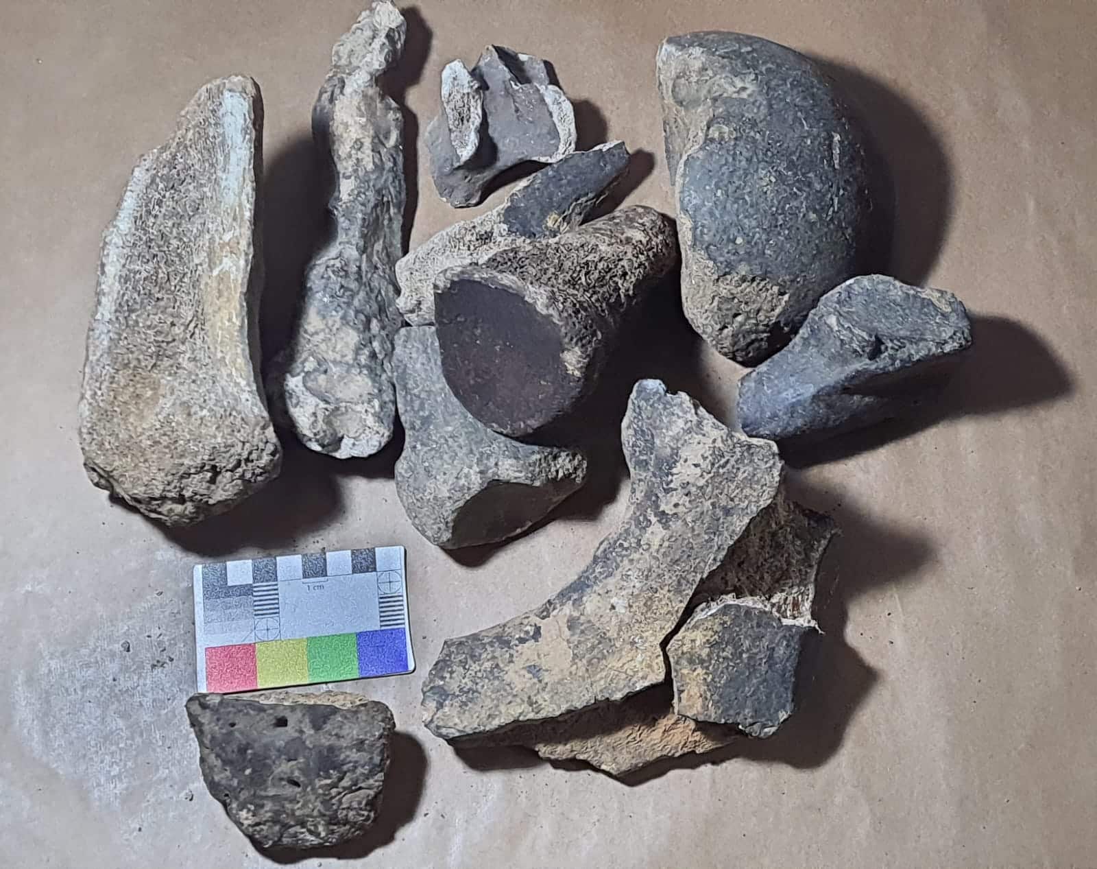 Fósseis de tigre-dentes-de-sabre encontrados na Gruta do Limoeiro, em Castelo, Sul do ES