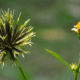 Picão-preto é uma planta comum na América do Sul. Foto: Reprodução