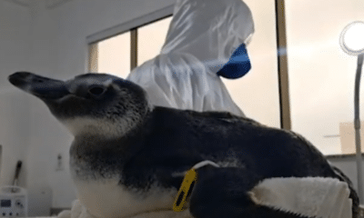 Pinguins resgatados recebem cuidados essenciais no IPRAM, em Vila Velha. Foto: Reprodução EStúdio 360