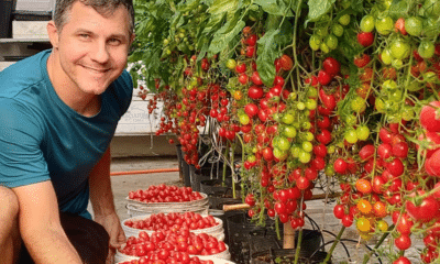 Horta urbana de Leonardo destaca a produção de tomates de forma sustentável em Vitória. Foto: Reprodução/ Instagram