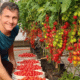 Horta urbana de Leonardo destaca a produção de tomates de forma sustentável em Vitória. Foto: Reprodução/ Instagram