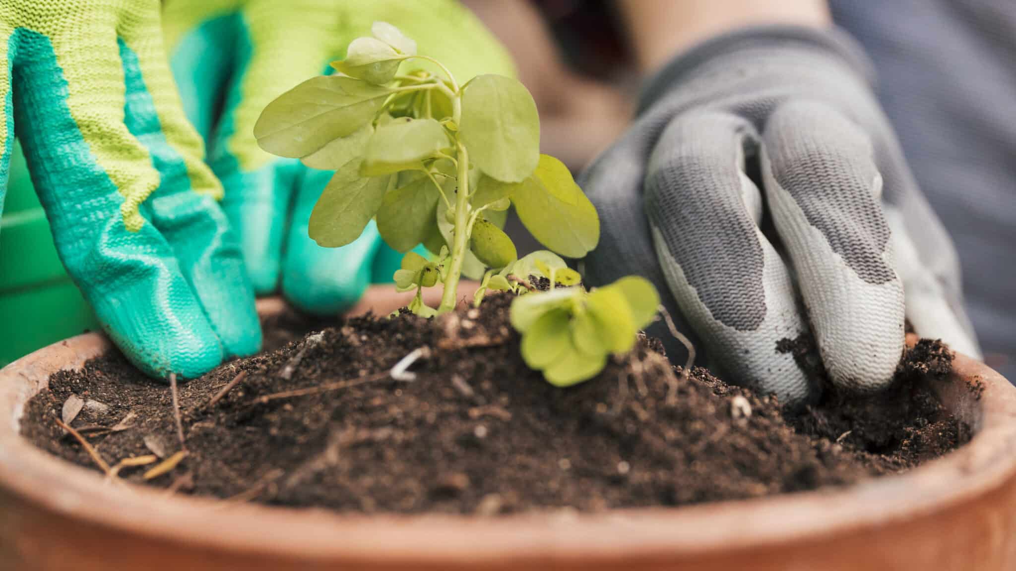 Ações como o Programa VixFlora e o uso de água não potável para irrigação são essenciais para preservar o meio ambiente. Foto: Freepik