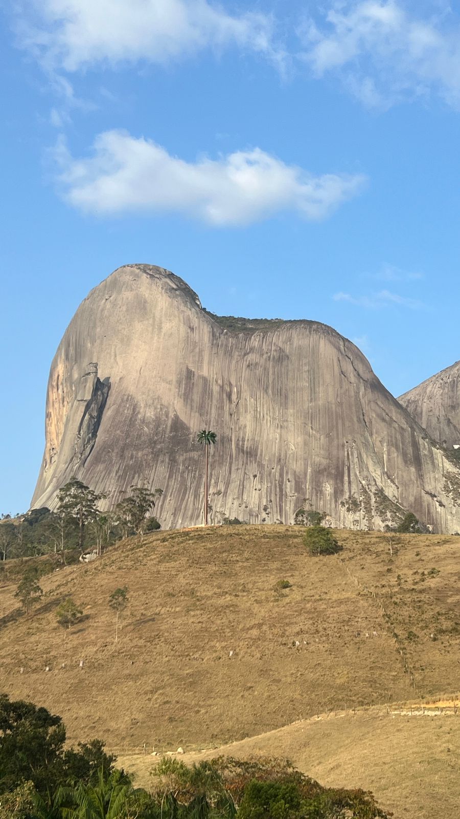 Pedra Azul. Palmeira falsa continua em Pedra Azul