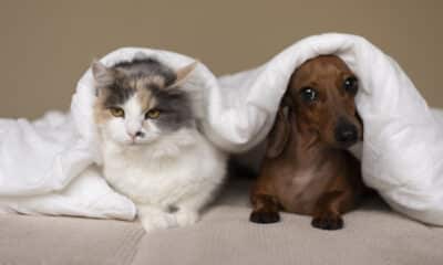 Neste sábado (21), equipes da Semus estarão em 48 postos para vacinar cães e gatos em Vitória. Foto: Freepik