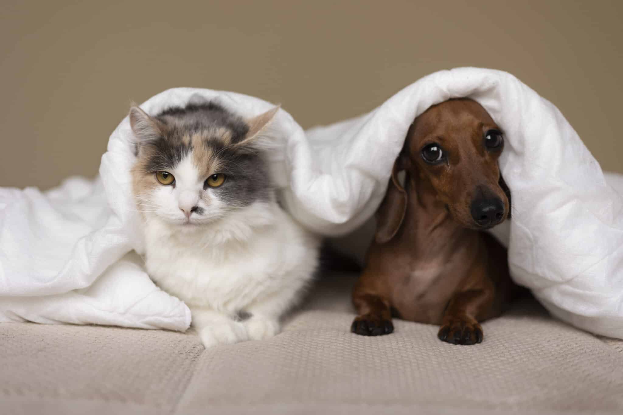 Neste sábado (21), equipes da Semus estarão em 48 postos para vacinar cães e gatos em Vitória. Foto: Freepik