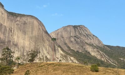 Pedra Azul. Palmeira falsa continua em Pedra Azul