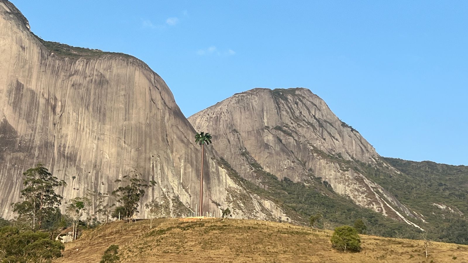 Pedra Azul. Palmeira falsa continua em Pedra Azul