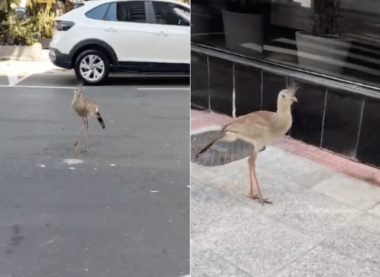 O que uma ave silvestre faz na Praia da Costa?