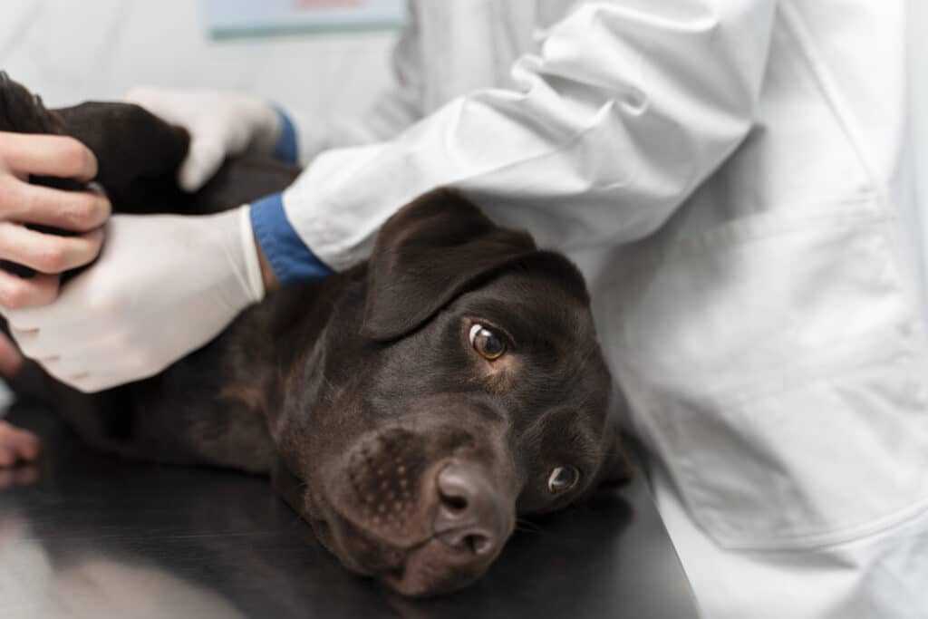 Cachorra com câncer de mama