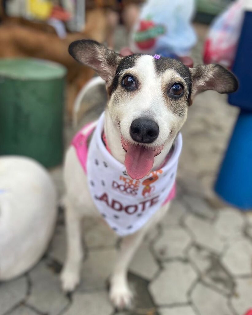 Cachorro disponível para adoção no Shopping Vitória