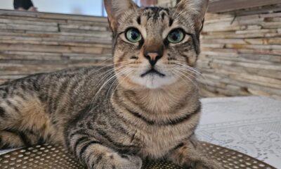 O gatinho Fubá não resistiu à esporotricose