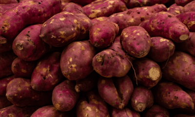 Os benefícios da batata-doce vão muito além do sabor, contribuindo para a saúde de diversas formas. Foto: Divulgação