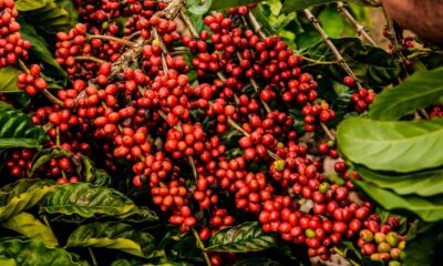 Produtores de café Conilon agora podem garantir preços justos antes da colheita com a nova modalidade de negociação na B3. Foto: Reprodução/Fazenda Venturim