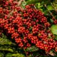 Produtores de café Conilon agora podem garantir preços justos antes da colheita com a nova modalidade de negociação na B3. Foto: Reprodução/Fazenda Venturim