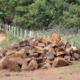 O corte de árvore exótica na Praia das Castanheiras visa a recuperação da restinga e proteção ambiental na região. Foto: Reprodução/ EStúdio 360