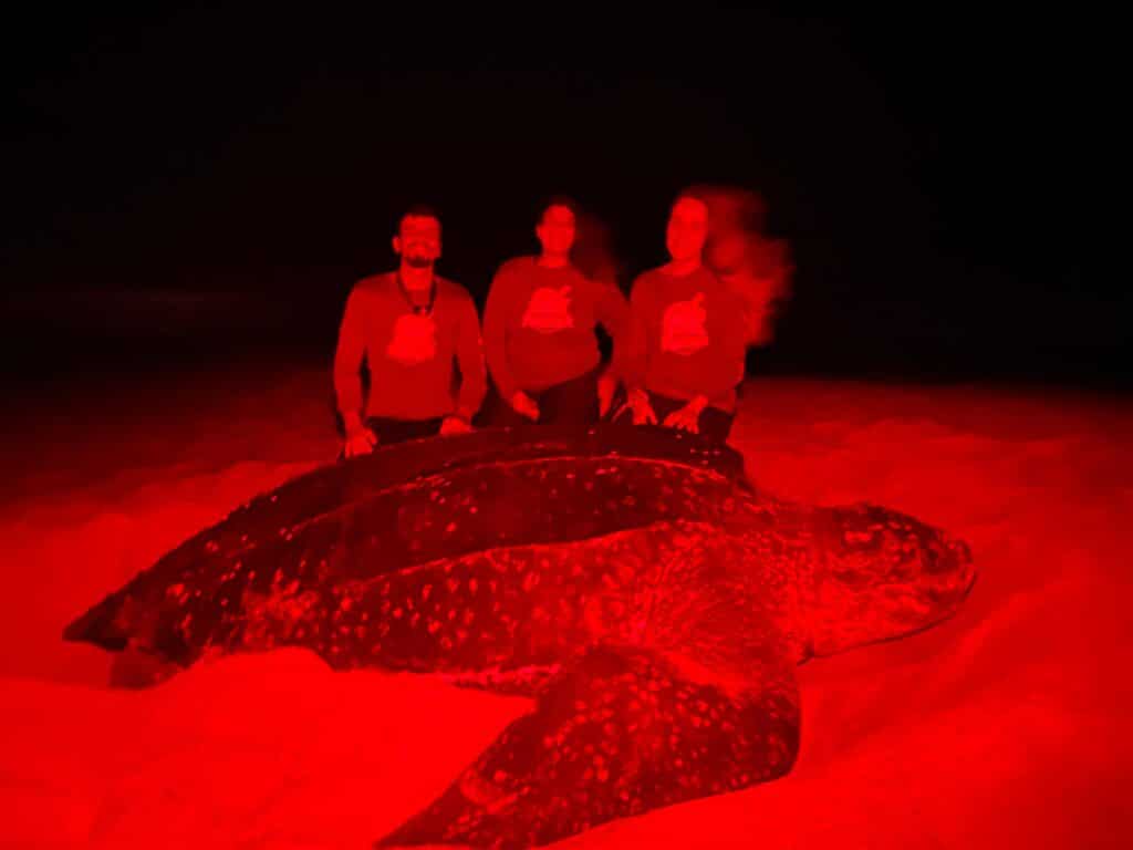 Tartaruga-gigante foi encontrada pelo Projeto Chelonia mydas. Foto: Divulgação