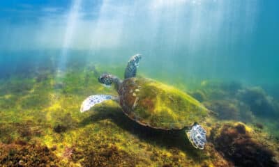 As imagens do livro “Baía das Tartarugas” revelam o colorido e a importância da conservação das espécies marinhas e da biodiversidade. Foto: Leonardo Merçon